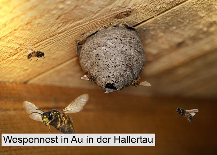 Wespennest in Au in der Hallertau